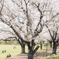 百花台　桜