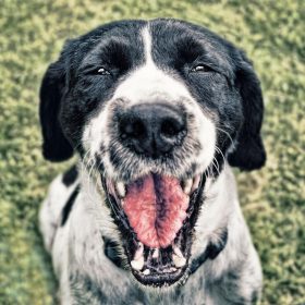 dog-2579880_1280