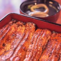 eel-7029526_1280