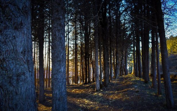 trees-4978820_1280